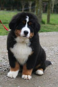 great bernese mountain dog pictures