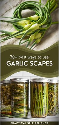 Garlic scapes, those curly green tendrils from garlic plants, can be the star in a wide array of dishes. Discover over 30 recipes for garlic scape uses, ranging from a mouthwatering garlic scape pesto to a delectable pickled version for preserving garlic scapes. These recipes will help you unlock the full potential of garlic scapes.