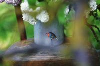 hand carved birds,tiny bird figurines,christmas gift,gift for birdlovers,bird on stand