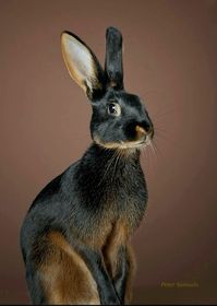 A "fancy" domestic rabbit with devoted followers in the US and the UK.