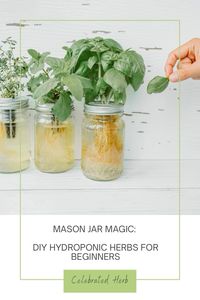 Transform ordinary Mason jars into thriving herb gardens! This beginner's guide to hydroponic herbs shows you how to grow fresh basil, mint, and more without soil. Perfect for small spaces and year-round harvests. #HydroponicHerbs #MasonJarGardening #indoorgardening