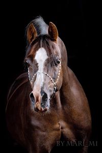 A gorgeous dark brown stud at KCK Bepoha in Russia. (Mari-Mi)