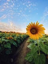 #sunflowerbackdrops #sunflowerfield #bluesky #flowerbackdrop #fabricbackdrop #wrinkle-resistantbackdrop #backdrop #photographybackdrop