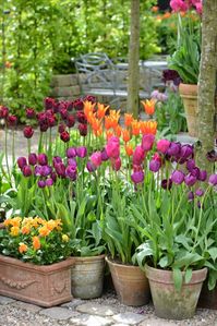 Le printemps arrive à grands pas et les tulipes commencent à pointer le bout de leurs nez. Suivez nos 12 conseils pour entretenir des tulipes en pot.