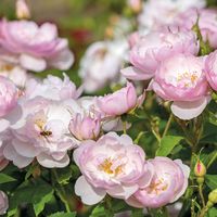 David Austin English shrub rose 'Scarborough Fair' - A very pretty rose which is very tough, healthy and reliable.