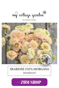 Scabiosa atropurpurea Fata morgana besticht durch ihre zarten Farbtöne in creme, apricot und rosa. Tolle Schnittblume, happy im Beet und Topf. Sie strahlt ganz wundervoll in jedem romantischen Gartenbeet. Perfekt als Pflanzen für jeden Landhausgarten, Cottage Garten oder Bauerngarten.