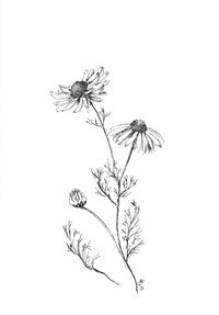 Chamomile Print Daisy Art Print Chamomile Drawing Daisy - Etsy