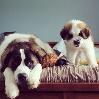 big and little saint bernards.