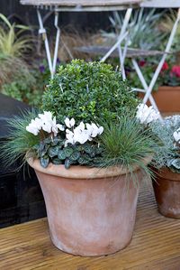 This winter pot will look great in December. White miniature cyclamen, Festuca 'Elijah Blue' and box.