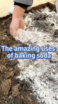 Want to give your cucumbers a healthy boost? 🌟 Discover how baking soda can enhance your cucumber garden! This simple kitchen staple helps improve soil health, fight pests, and promote vigorous growth. Learn how to use baking soda effectively to grow crisp, juicy cucumbers that are sure to thrive in your garden. Ready to unlock nature’s secret to a bountiful harvest? 🌱🍃 #CucumberGarden #BakingSodaMagic #GardeningHacks #OrganicGardening #HealthyHarvest #GrowYourOwnFood #GardenTips