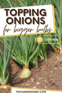 Master the skill of topping onions to get the best out of your onion patch. This comprehensive guide reveals the best practices for when to cut onion tops and how to grow big onions. It's a game-changer for any home gardener. Find out more in this article.