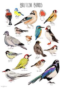 British Birds Poster Illustrations by by RebeccaKiffGallery $38