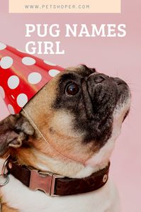 Check this inspiration list of pug names girl with great pug names for a girl.