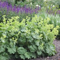 Alchemilla mollis Jättedaggkåpa - perenner.se