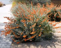 Sphaeralcea ambigua - Inland Valley Garden Planner