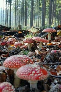 Amanita muscaria