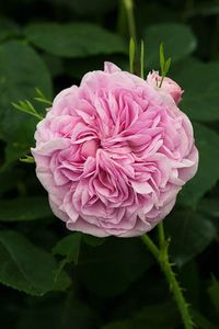 La Ville de Bruxelles - Damask, medium pink, very full, very fragrant, 1836, rated 8.5 (excellent) by ARS.