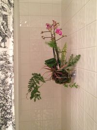 Orchid, ferns and air plants in the shower!