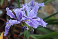 Iris douglasiana. Early-late spr. A slowly spreading rhizomatous evergreen perennial forming clumps of sword-shaped, arching, dark green leaves. Branched stems rise from the clumps in spring, each of them boasting usually blue flowers, 3 in. across (7 cm), although the flowers can be variable in color, ranging from pale cream to yellow to reddish purple. Very handsome in and out of bloom, Douglas Iris truly enjoys meadow settings. Perfect for tucking into rock gardens or to edge woodland border