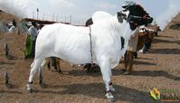 The Deoni cattle is a medium-sized breed with good depth, short limbs, well-developed hump; well-formed and fleshy thighs. The structure of its body denotes strength. Its color is normally full white, as well as white species with a black face and white with black spots. Also, the skin is loose and of medium thickness.