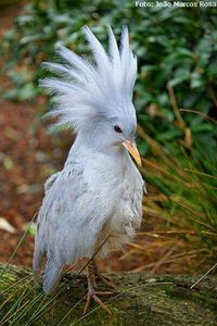 Flightless Kagu