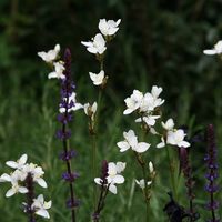 Buy libertia ( syn. Libertia grandiflora ) Libertia chilensis: £12.99 Delivery by Crocus