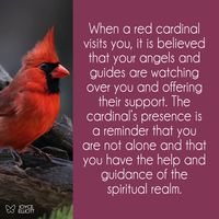 Many people believe that the meaning of red cardinal at the window is a sign of good luck and a positive omen.