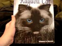 Ragdoll Cat Book - The Friendly Floppy Ragdoll Cat - ラグドール -- Floppycats	http://youtu.be/xavWPoO5lkA