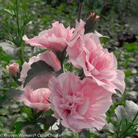 Shop for Pink Chiffon Rose of Sharons online and ship it directly to your door from the nursery. Shop our large selection of Rose of Sharon shrubs and you're sure to find the perfect fit for your space. Plants Addicts is here to help you complete your never ending garden!