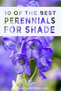 Tall Shade Perennials (10 Flowering Plants That Bloom In The Shade) - Gardener's Oasis