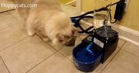 Benefits of Cat Water Fountains: Glacier Point Pet Fountains https://www.floppycats.com/benefits-of-cat-water-fountains-glacier-point-pet-fountains.html