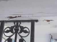 Drywood termites at porch beams