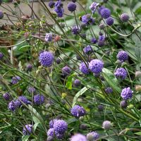 <p>The small, lilac, hump backed flowers, which look rather like a sweet from a bag of 'Licorice Allsorts', are carried in profusion on slender, well-branched stems. At the base sits a flat rosette of long, oval mid-green leaves. A plant that creates a lovely see-through effect.</p>
