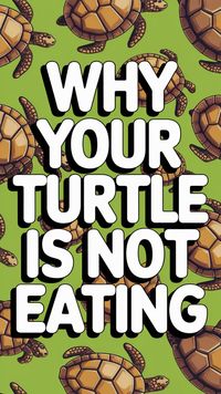 If your yellow-bellied slider isn’t eating, there may be a few key causes. Learn how to correct your turtle feeding schedule and ensure proper care. Click through for more Turtle Food tips!