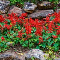 Scarlet sage salvia plants are stunning perennials that bloom for much of the year. They're beloved by bees and butterflies. Salvia are fast-growing, drought-tolerant and can grow in most soils. Each pack comes with basic instructions for germination. I'm a USA seller which means faster shipping times as well as higher quality seeds. A vast majority of my seeds either come from my garden, from my neighborhood or in the local area. If not, I've acquired them on trips around the country. I've test