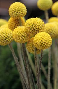 Pictures don't do these justice, they are absolutely amazing in person. Perfect little gold spheres of beauty.  Often mistaken as an annual, Craspedia is actually a tender perennial from zones 8-11 although it is a fast grower so easily grown as an annual in cooler climates. In warm climates it will actually bloom year round and remain evergreen.  Grows up to 24 inches tall Perennial zones 8-11, commonly grown as an annual in cooler zones This is for 50 seeds