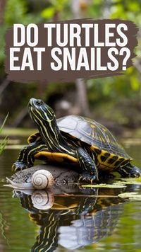 Ever wondered if red eared slider turtles enjoy snails? Explore how snails can be a part of your turtle’s diet and improve your turtle terrarium environment. Don’t forget to pin this for more turtle care tips!

