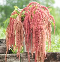 Amaranthus 'Coral Fountain'