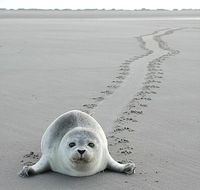 Nordsee, Schleswig-Holstein, Deutschland Seehunde beobachten, z.B. von Baltrum aus ... #vamosreisen