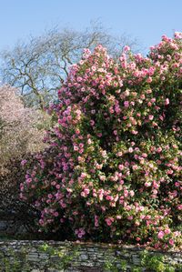 Landscaping Ideas: The Case for Camellias - Gardenista