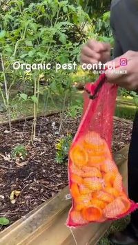 Orange peals are great pests control and will become fertilizer over time! Use them in your garden today! Follow Biopro Solution for more tips! For educational purpose.