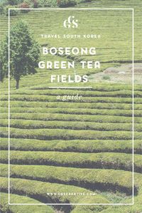 Boseong Green Tea Fields — CityGirlSearching