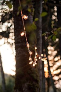 string lights