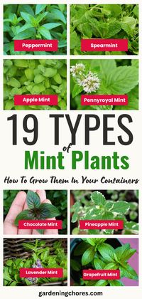 Here are the basic requirements of mint plants. Most types of mint require these same conditions, making it easy to grow several varieties at once.Grow mint in full sunlight to partial shade.Select a location with well-draining soil; standing water will lead to rot and death. Keep the soil moist for optimal growth. Try to separate your mint varieties because true varieties are known to cross-pollinate when nearby. That can lead to different characteristics than you desired.