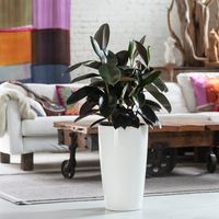 Rubber Plant Bush Potted In Rondo White Planter | My City Plants