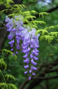 Wisteria