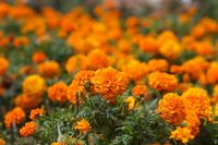 Best Marigold Varieties for Stunning Garden Displays