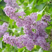 Spring Hill Nurseries 2 in. Pot President Grevy French Hybrid Lilac Syringa Live Potted Plant with Lavender Flowers (1-Pack)-03509 - The Home Depot