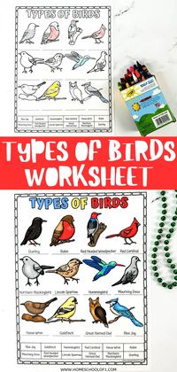 Free Types of Birds Worksheet