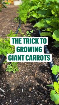 If your carrots seem to be growing well, you might have a problem! A common gardening problem is tiny carrots, so here's the gardening trick: when you plant carrots, thin them out so they have room to grow! Thin to about 1-2” apart after they sprout. But don't worry - your baby carrots won't go to waste! You can eat the carrots you thin and the tops are great for carrot top pesto, to feed to your chickens, or can go straight into your compost. Will you be growing carrots this season?